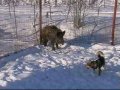 Западно-сибирская лайка вязка кобель в городе Белгород, фото 1, Белгородская область