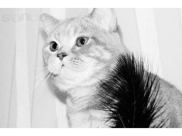 Британский кот для вязки в городе Хабаровск, фото 3, Вязка