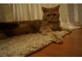 Британский кот для вязки в городе Хабаровск, фото 2, стоимость: 0 руб.
