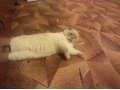 Шотландский вислоухий кот ищет кошку для вязки в городе Ханты-Мансийск, фото 2, стоимость: 3 000 руб.