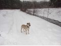 Вязка животных в городе Иваново, фото 1, Ивановская область