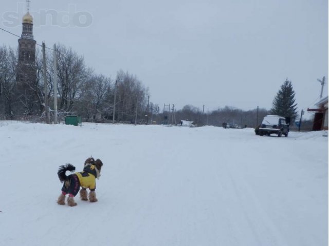 Красавчик йорк по имени Митя ищет подругу!!! =)) в городе Рязань, фото 3, Рязанская область