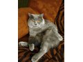 Чистокровный британский кот Сильвестр приглашает на взяку в городе Тамбов, фото 1, Тамбовская область