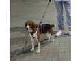 пропала собака в городе Краснодар, фото 1, Краснодарский край