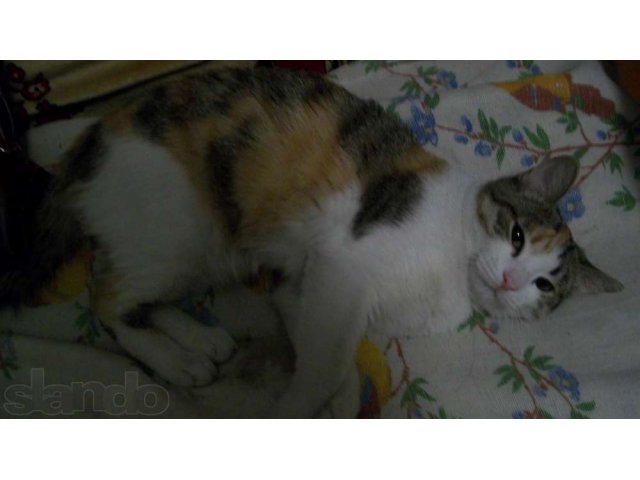 Пропала трехцветная кошка в городе Улан-Удэ, фото 2, стоимость: 0 руб.
