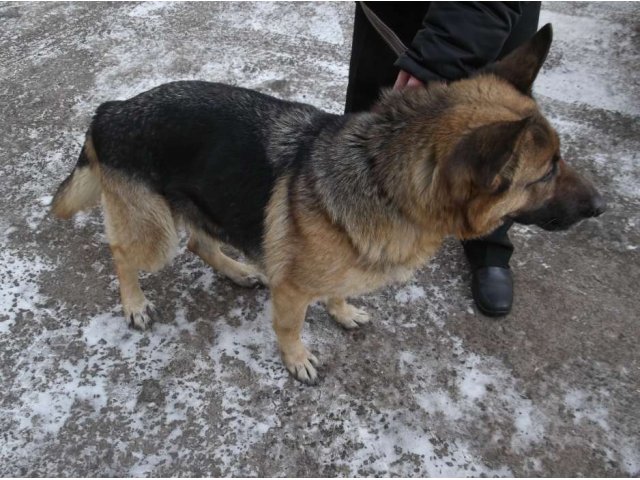 Найдена собака в городе Братск, фото 1, Бюро находок