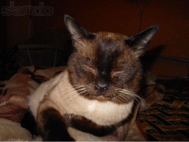 Потерялся кот в городе Курск, фото 2, Курская область