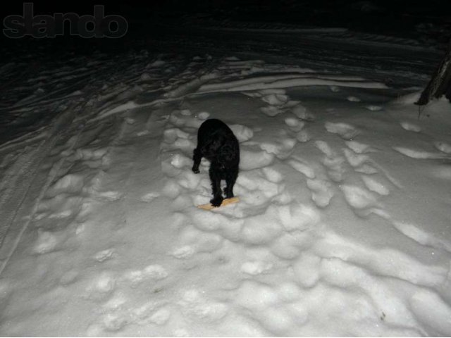 Пропала собака! в городе Красноярск, фото 3, Бюро находок