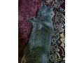 Пропал кот-подросток в городе Саратов, фото 2, стоимость: 0 руб.