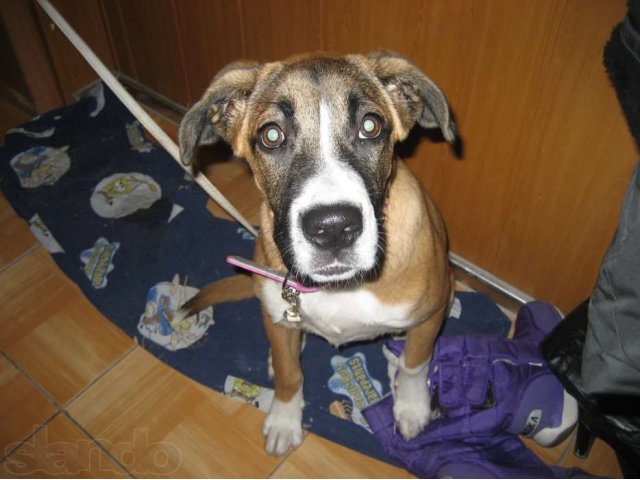найдена собака в городе Челябинск, фото 1, стоимость: 0 руб.