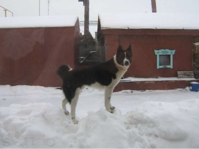 Пропал пёс! в городе Сызрань, фото 2, Самарская область