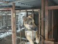 пропала собака в городе Белгород, фото 1, Белгородская область