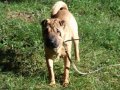 Потерялась собака породы Шарпей в городе Белово, фото 1, Кемеровская область