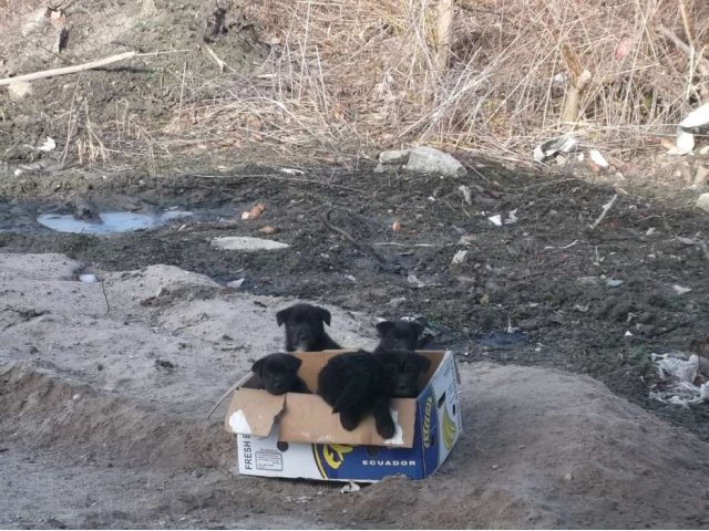 Срочно ищут дом замечательные щенки! в городе Калининград, фото 1, Бюро находок