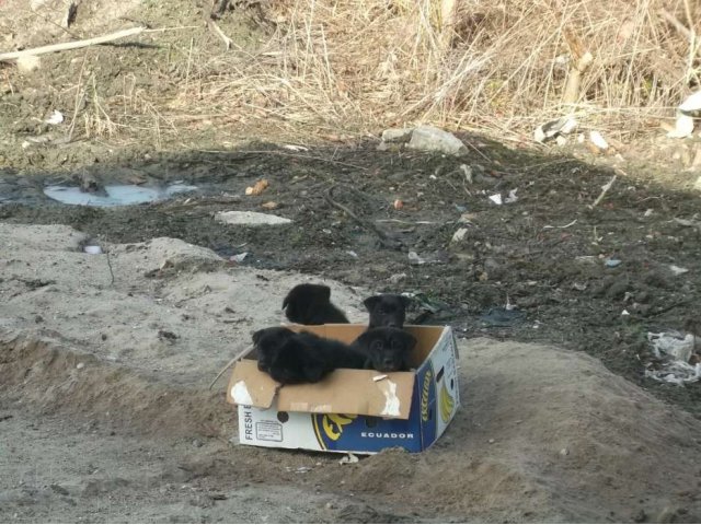 Срочно ищут дом замечательные щенки! в городе Калининград, фото 7, Бюро находок