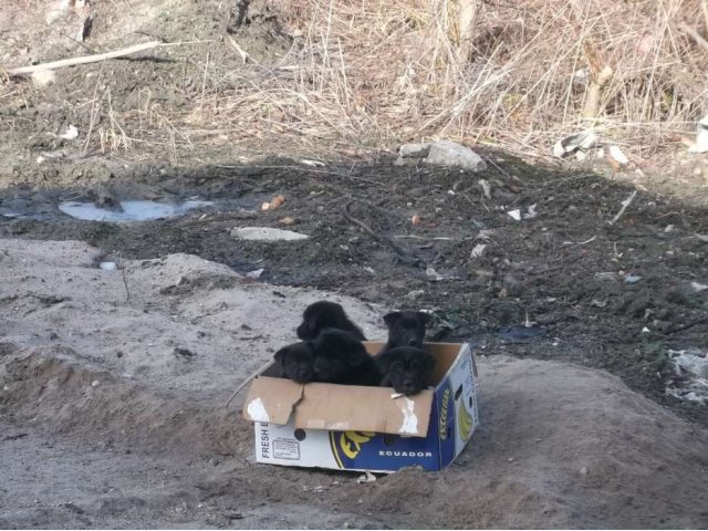 Срочно ищут дом замечательные щенки! в городе Калининград, фото 8, Калининградская область