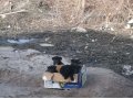 Срочно ищут дом замечательные щенки! в городе Калининград, фото 1, Калининградская область