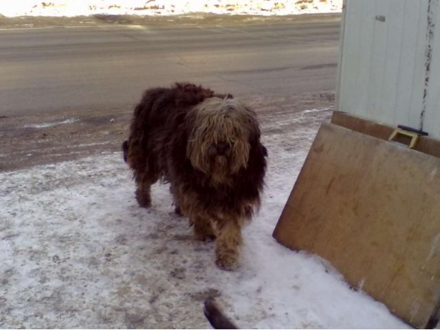 Найдена собака! в городе Нижний Новгород, фото 1, Бюро находок