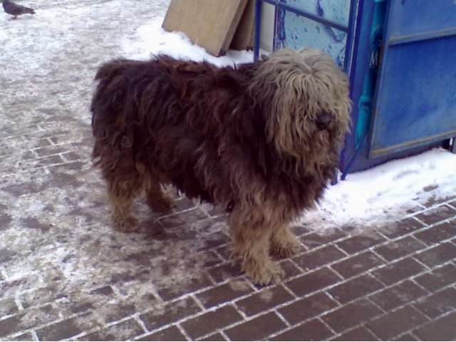 Найдена собака! в городе Нижний Новгород, фото 2, Нижегородская область