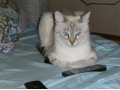 Потерялась Кошка по ул. Российская 167, окрас белый в городе Челябинск, фото 1, Челябинская область