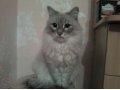 Кошка похожа на невскую маскарадную в городе Челябинск, фото 1, Челябинская область