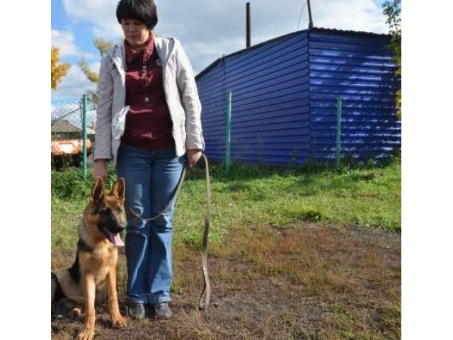 Немецкая овчарка в городе Абакан, фото 1, стоимость: 0 руб.