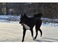 Пропала собака в городе Тула, фото 1, Тульская область