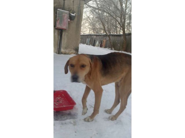 Приблудился пес! в городе Новозыбков, фото 1, Брянская область