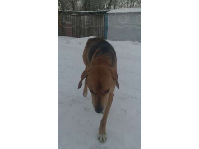 Приблудился пес! в городе Новозыбков, фото 2, стоимость: 0 руб.