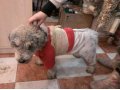 найден пожилой пес в городе Калининград, фото 1, Калининградская область