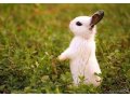 Ангорские декоративные ручные кролики, от заводчика в городе Санкт-Петербург, фото 1, Ленинградская область