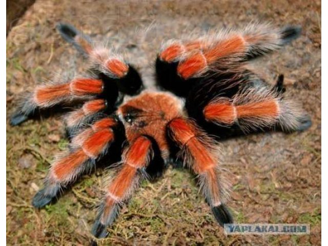 Паук птицеед (brachypelma boehme) в городе Волгоград, фото 1, Другие животные