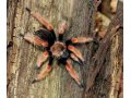 Паук птицеед (brachypelma boehme) в городе Волгоград, фото 2, стоимость: 1 000 руб.