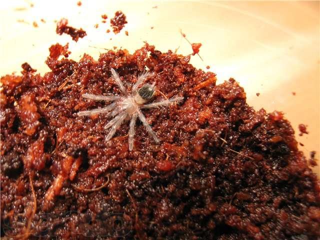 Продаю пауков Brachypelma albopilosum в городе Ростов-на-Дону, фото 1, стоимость: 350 руб.