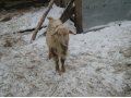Молодой козел в городе Ульяновск, фото 1, Ульяновская область