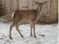 Продается олененок! в городе Задонск, фото 1, Липецкая область