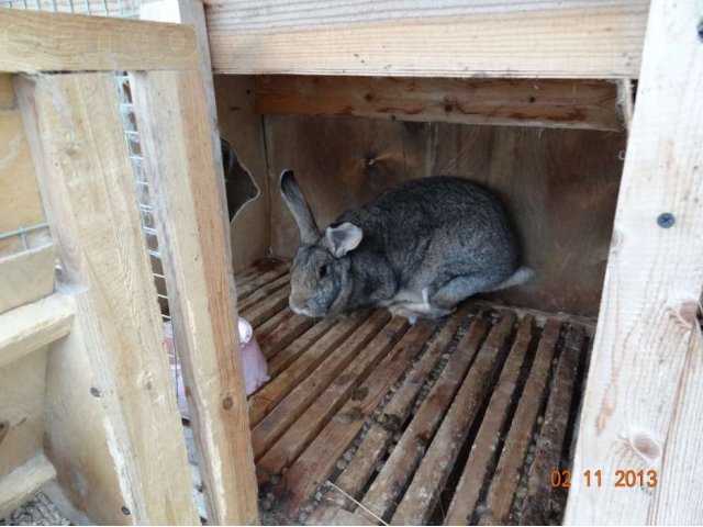 Кролики породы Серый Великан в городе Кострома, фото 1, Костромская область