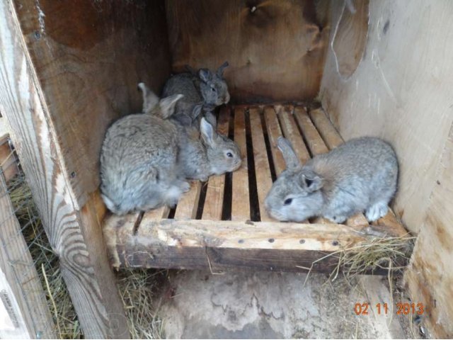 Кролики породы Серый Великан в городе Кострома, фото 2, стоимость: 2 500 руб.