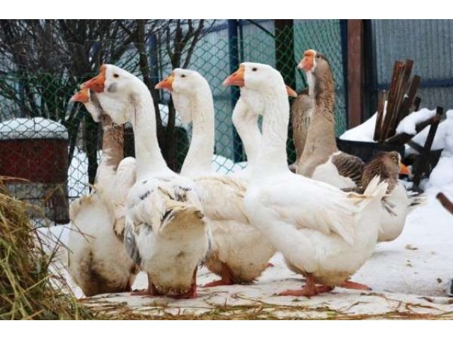 Мясные гуси Линда к праздничному столу в городе Саранск, фото 2, стоимость: 1 000 руб.