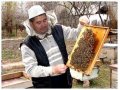 Продам пчелопакеты Карпатка в городе Красноярск, фото 5, стоимость: 3 000 руб.
