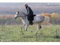 Лошади на прдажу, арабский жеребчик Медонос 2010 г. р. в городе Абинск, фото 1, Краснодарский край