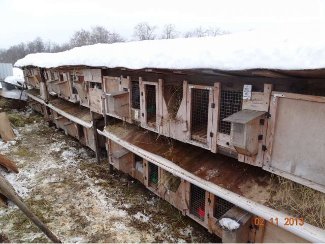 Кролики мясных пород в городе Кострома, фото 2, Другие животные