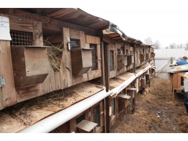 Кролики мясных пород в городе Кострома, фото 4, стоимость: 1 200 руб.