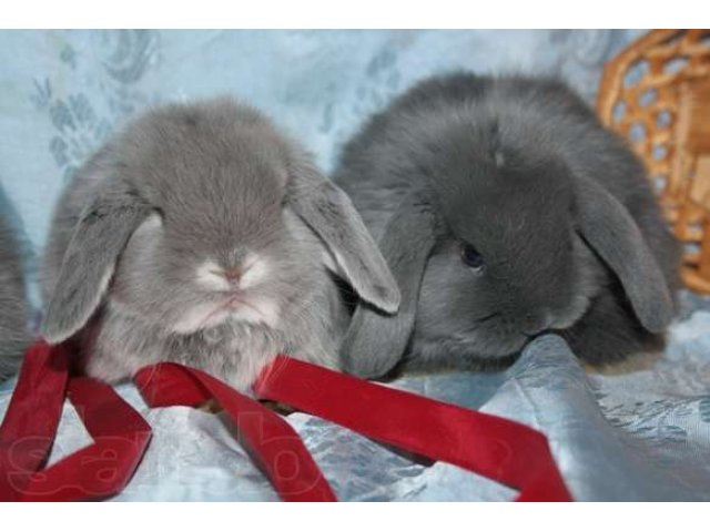 Барашки - карликовые крольчата в городе Кемерово, фото 4, стоимость: 1 500 руб.