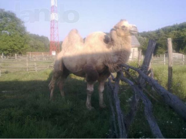 Продам верблюда в городе Горячий Ключ, фото 1, Краснодарский край