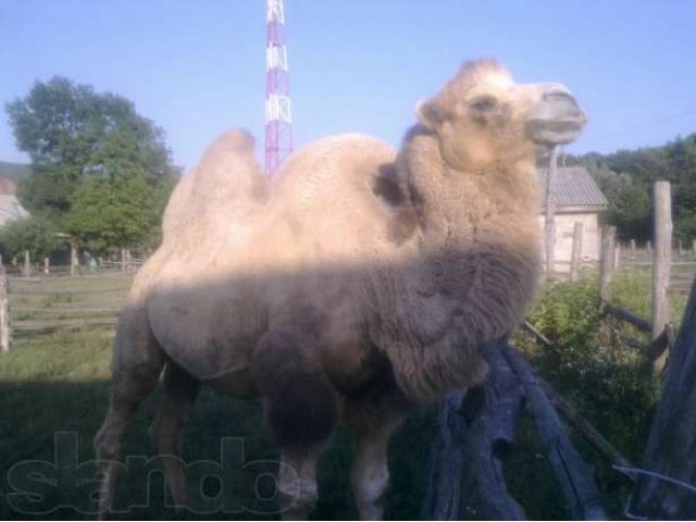 Продам верблюда в городе Горячий Ключ, фото 2, стоимость: 90 000 руб.