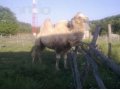 Продам верблюда в городе Горячий Ключ, фото 1, Краснодарский край