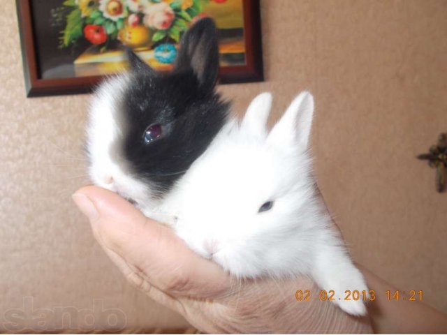 Продам декоративных кроликов в городе Кемерово, фото 1, Другие животные