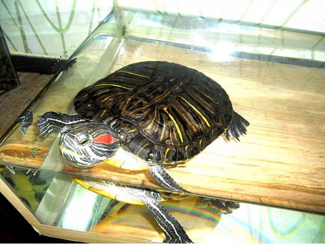 Черепаха красноухая в городе Кемерово, фото 4, Другие животные