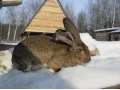 Кролики породы ризен в городе Наро-Фоминск, фото 1, Московская область